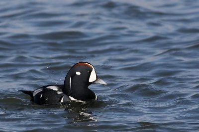1.IMG_3130.JPG