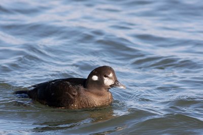 Harlequin Duck