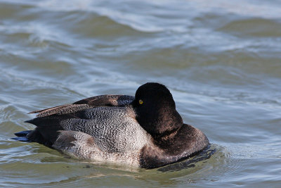 Lesser Scaup