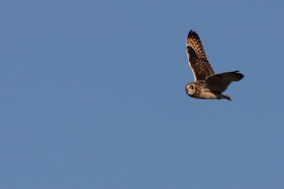 Short-eared Owl