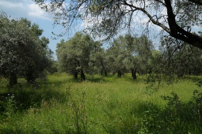 olive grove