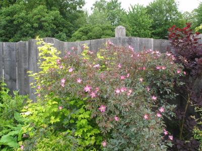 more roses  june 2006