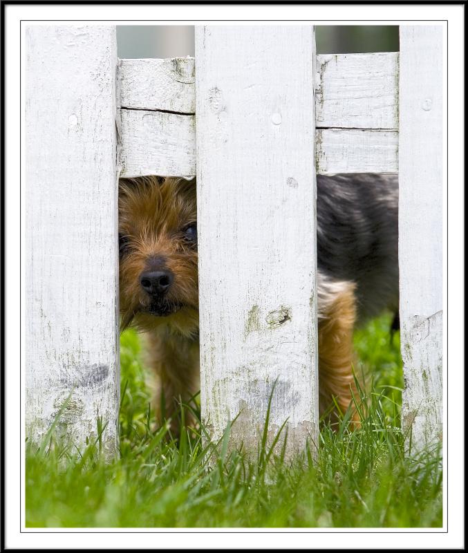 mr bentley peeking