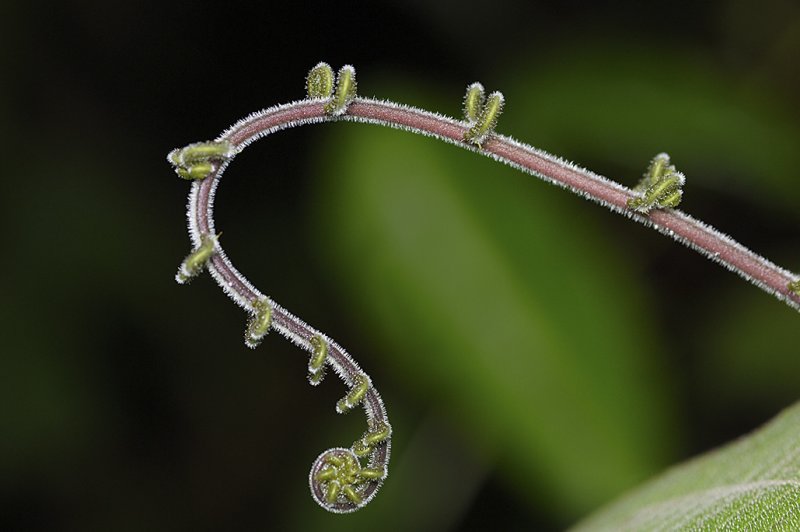Fiddlehead