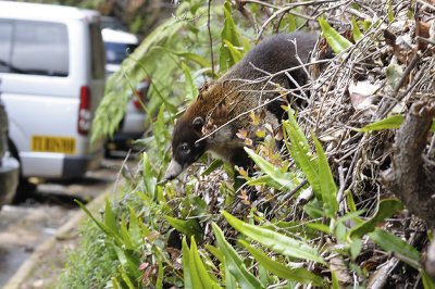 Coati