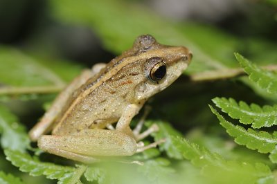 Leaf litter frog