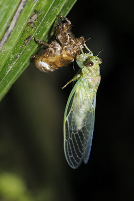 Cicada emerges from molt