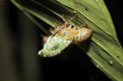 Emerging