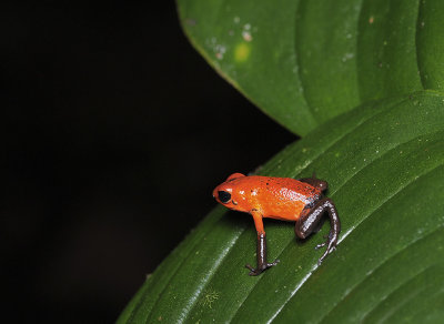 Blue jeans dart frog