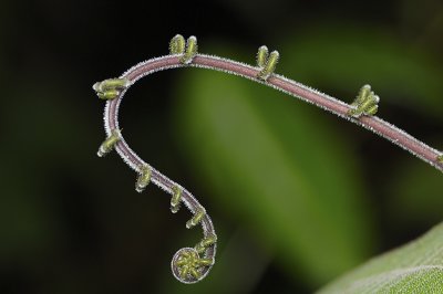 Fiddlehead