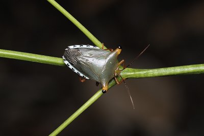 Tropical stink bug