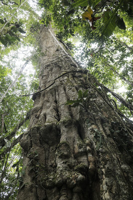 The Selva Verde almond tree