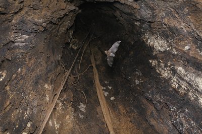 Inside the almond tree - with bat