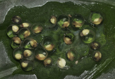 Look close - tadpoles inside