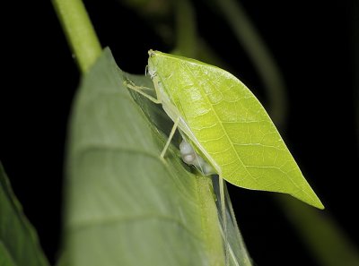 Katydid with eggs