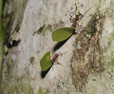 Leaf cutter ants