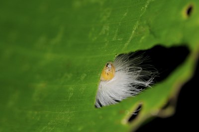 Fuzzy, spiky caterpillar