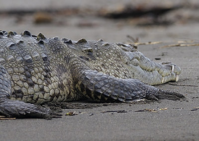 Big croc