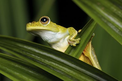 Red-webbed treefrog