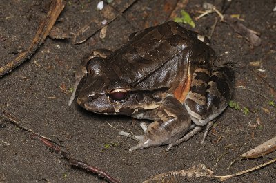 Bullfrog