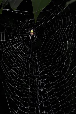 Orb web