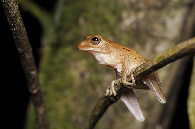 Hourglass treefrog