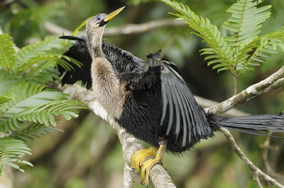 Anhinga drying its wings