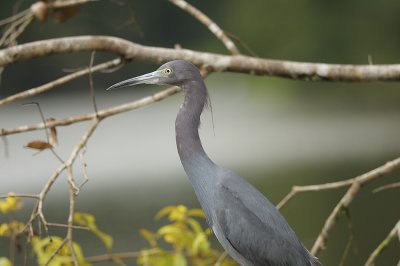 Little blue heron