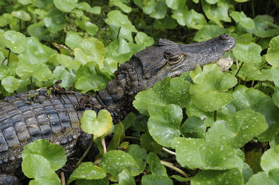 Spectacled caiman