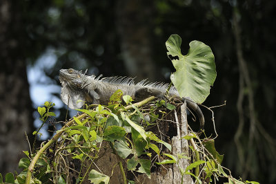 Green iguana
