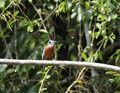 Kingfisher