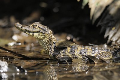 Caiman