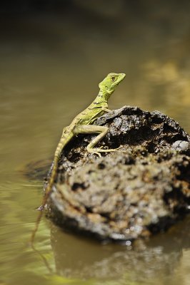Basilisk that only runs on water when I don't look
