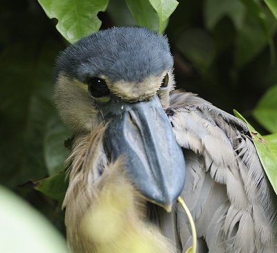 Boat-billed heron