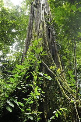 Big strangler fig