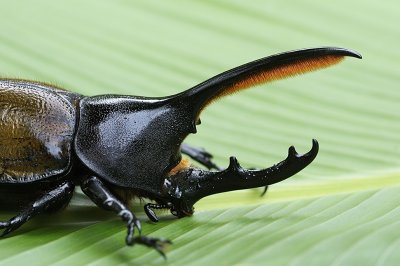 Rhinoceros beetle