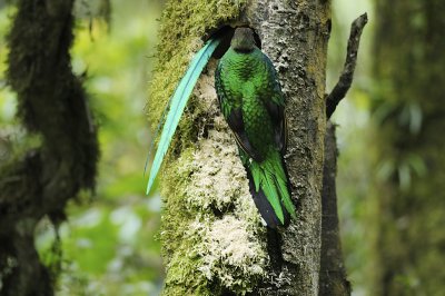 Quetzal nest