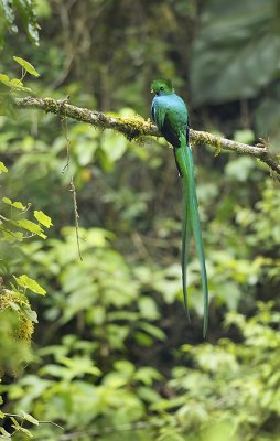 Male resplendant quetzal