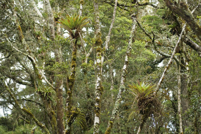 Cloudforest