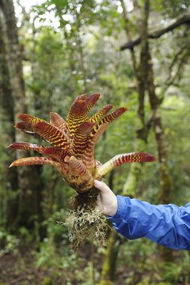 Bromeliad