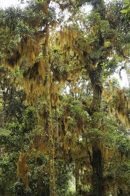 Mosses and lichens everywhere