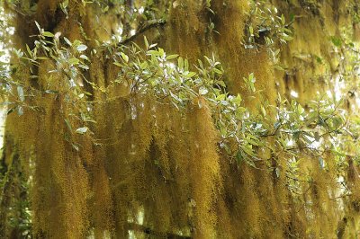 Mosses and lichens everywhere