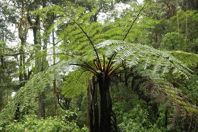 Tree fern