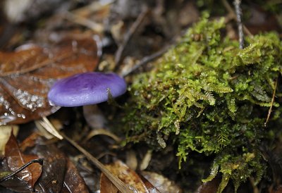 Purple mushroom