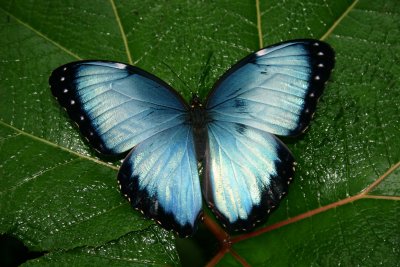 Blue morpho butterfly