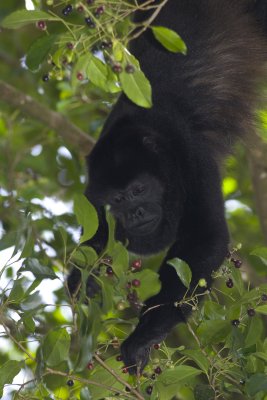 Howler monkey