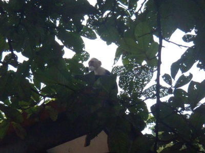Capuchin monkey with sugar packet from breakfast