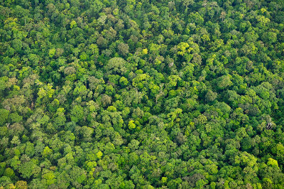 Rainforest from above