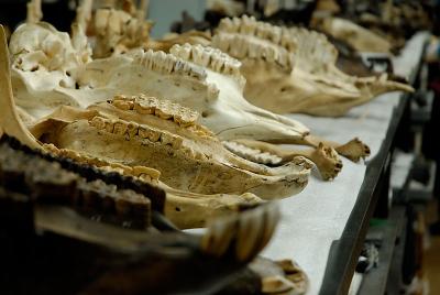 Herbivore Jaw Bones