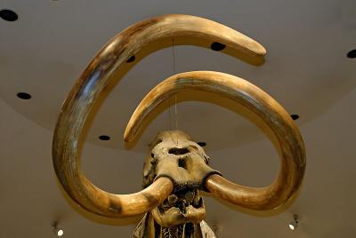 Mammoth with Tusks